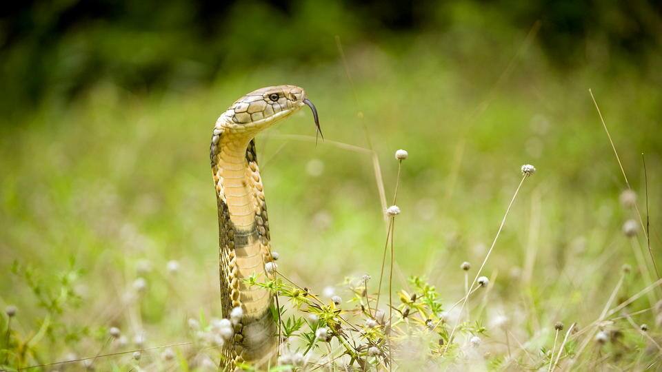 Kobra und Co - Die tödlichsten Giftschlangen Indiens