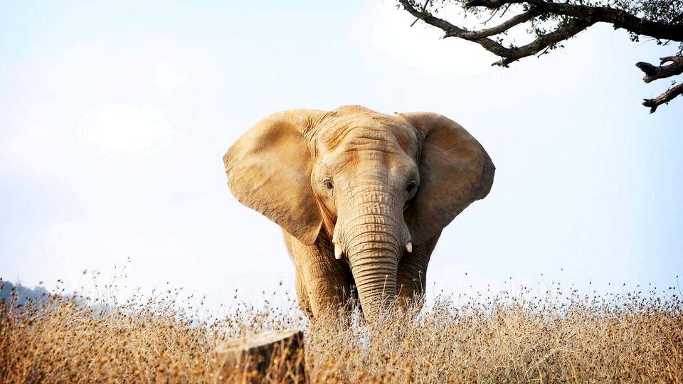 Ein Plädoyer für Elefanten