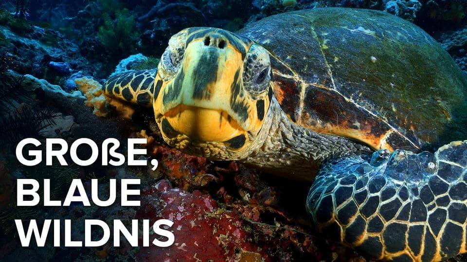 Große, blaue Wildnis