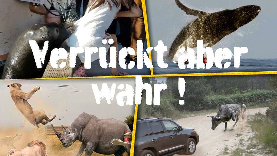 Verrückt aber wahr!