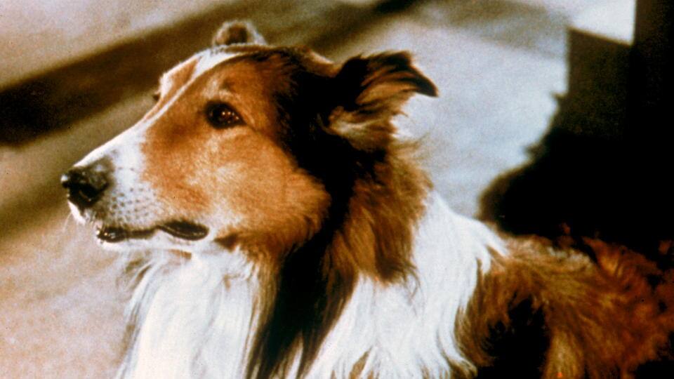 Lassie in Not