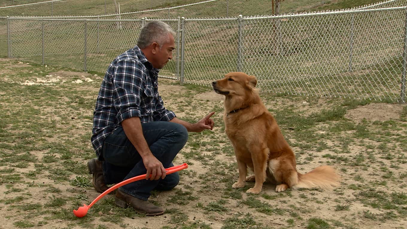 Notruf Hund Einsatz für Cesar Sky
