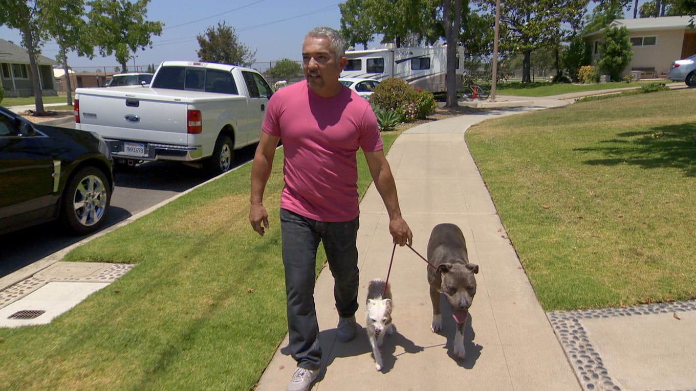 Notruf Hund Einsatz für Cesar Sky