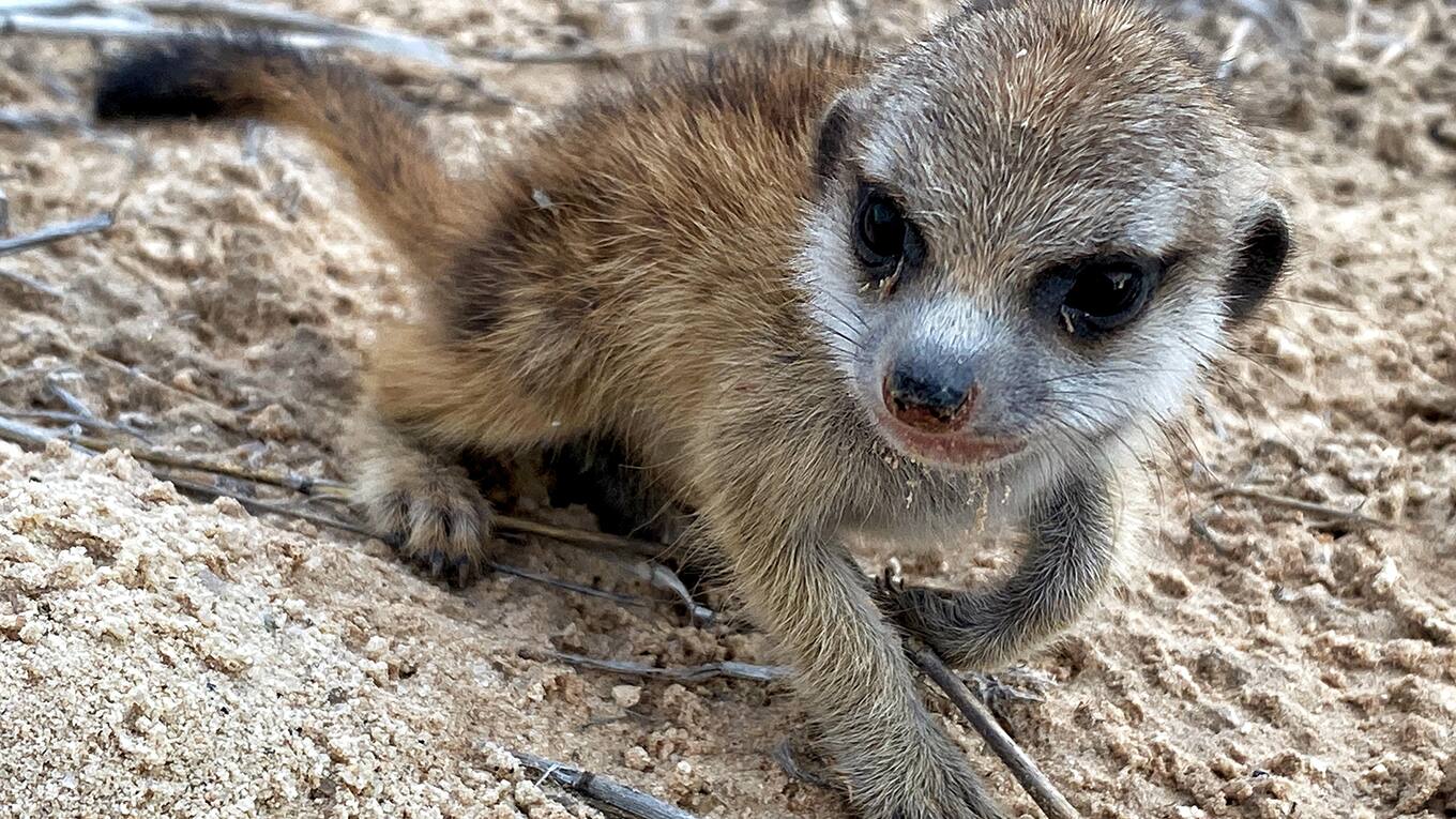 Die geheime Welt der Klänge mit David Attenborough