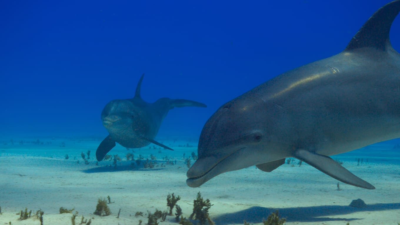 Wale mit Steve Backshall Sky